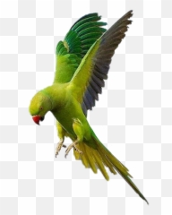 Free Transparent Parrot Png Images Page 3 Pngaaa Com