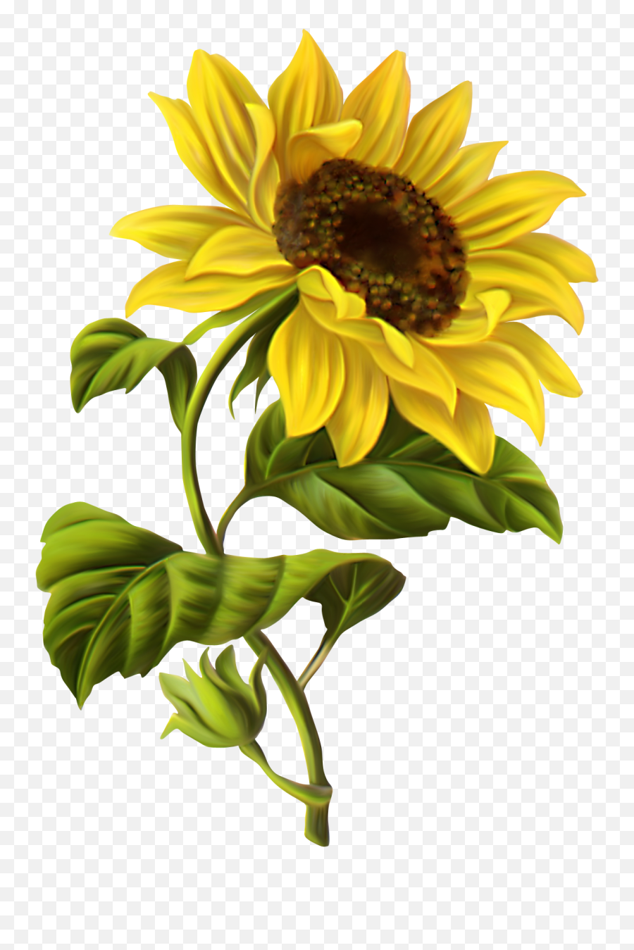 Common Sunflower Drawing Botanical - Sunflower Drawing Png,Watercolor Sunflower Png