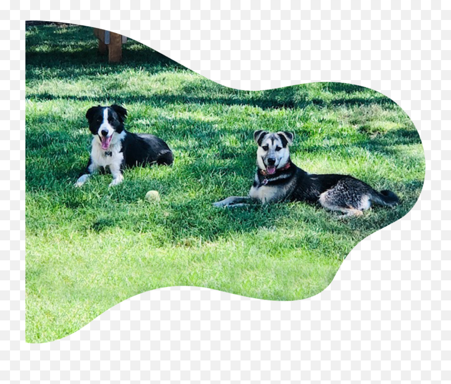 Dog And Cat Boarding Auburn Kennels Llc - Mat Png,Dog Boarding Icon