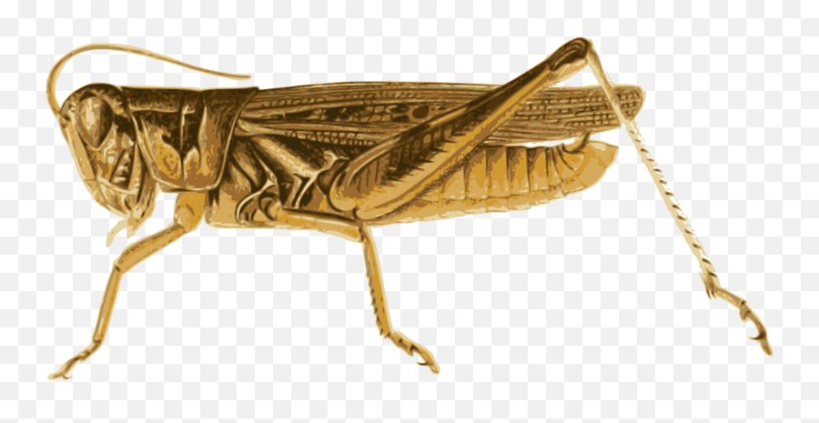 Grasshopper Clipart Love - Locust Vector Png,Grasshopper Png