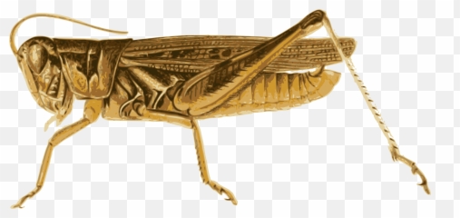Grasshopper Clipart Love - Locust Vector Png,Grasshopper Png