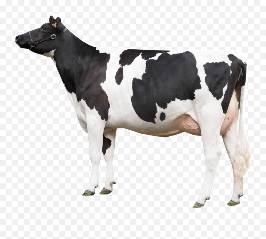 Cow Png Photo Background Emoji