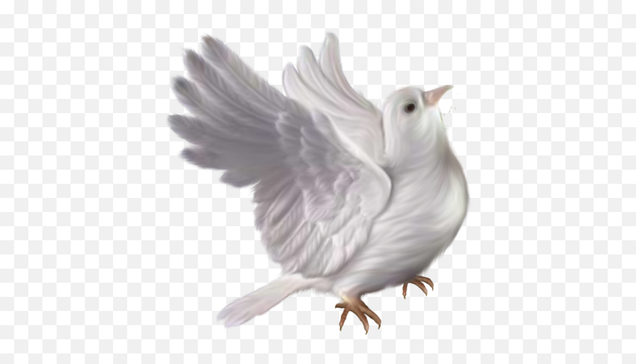 Png Güvercin Görselleri U2013 Pigeon Nisan Forum Flatcast - Make Greeting Card Png,Pigeon Png