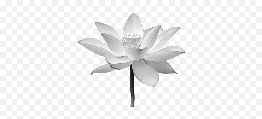 White Lotus Flower Png Picture 633066 - Transparent White Lotus Png,Lotus Png