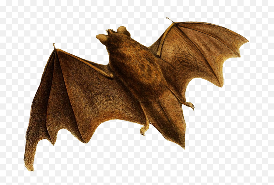 Bat No Background - Little Brown Myotis Png,Bat Transparent Background