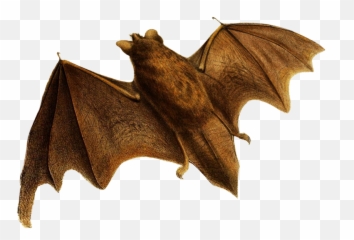 Bat No Background - Little Brown Myotis Png,Bat Transparent Background
