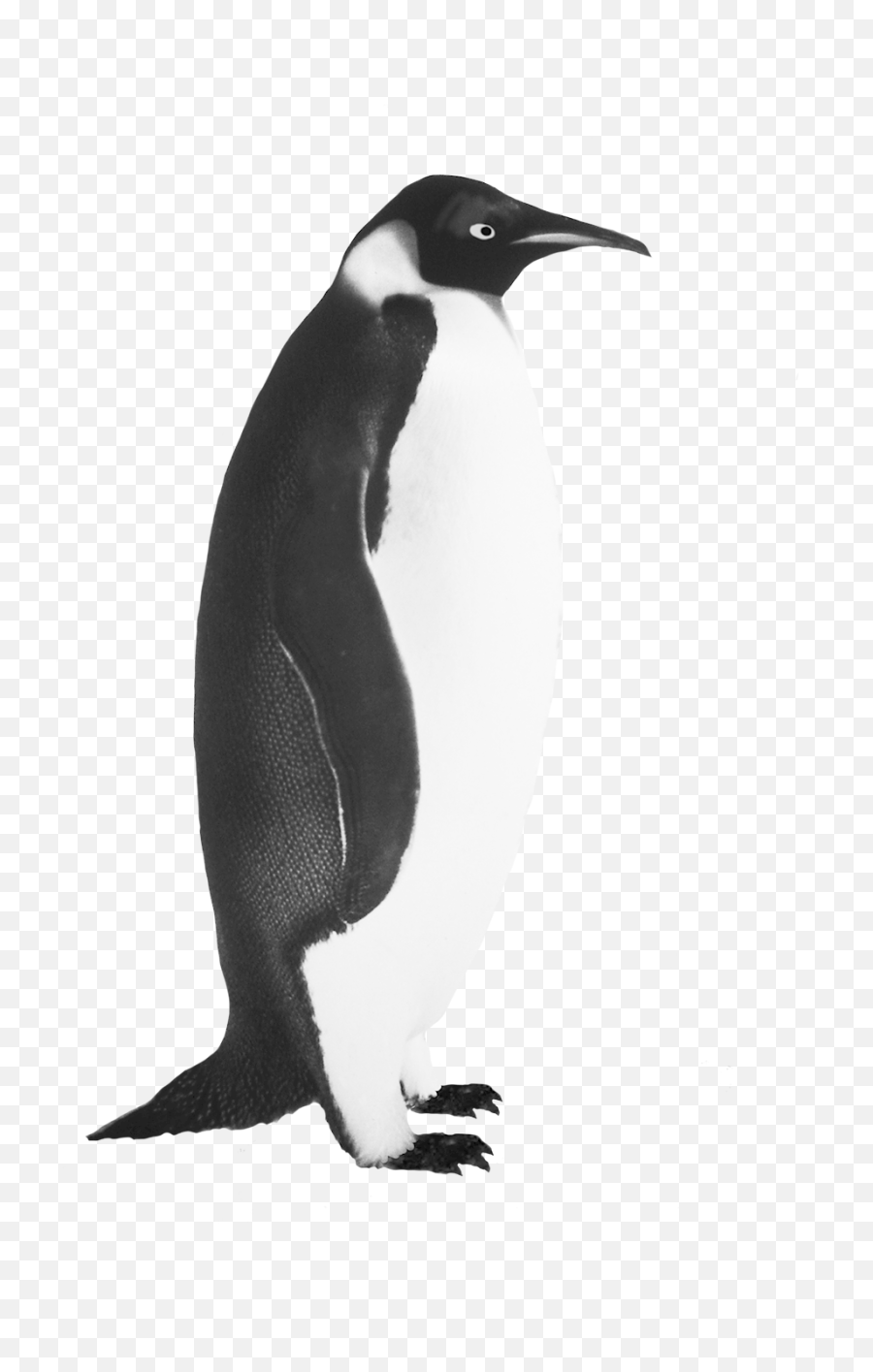 Penguin Png Clipart Vintage - Realistic Penguin Black And White,Penguin Png