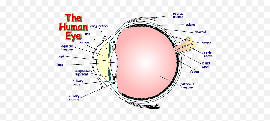 The Human Eye - Construction Of Human Eye Png,Human Eyes Png