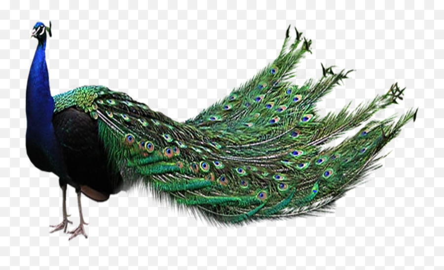 Peacock Png File