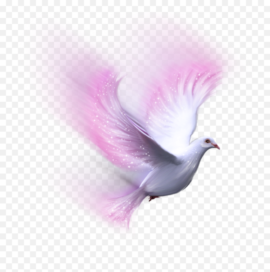 Download Bird Pink White Dove Freetoedit - White Dove Transparent Doves Png,Dove Png