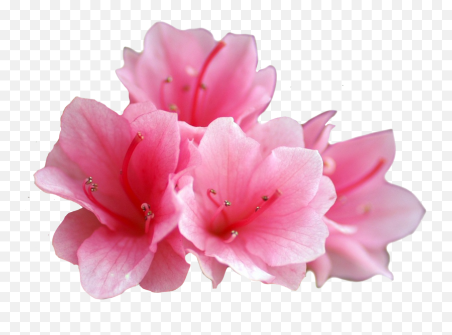 Hd Azalea With Transparent Background - Portable Network Graphics Png,Azalea Png