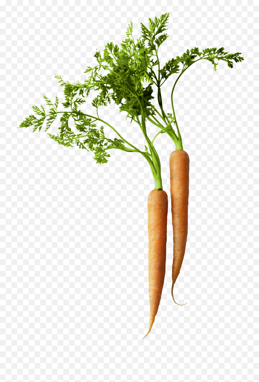 Iq - Carrot Png,Food Transparent