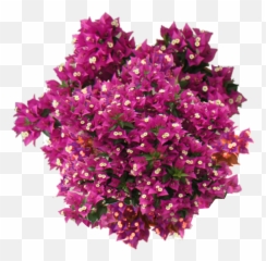 Bougainvillea Png 5 Image - Flowering Shrub Top Png,Bougainvillea Png