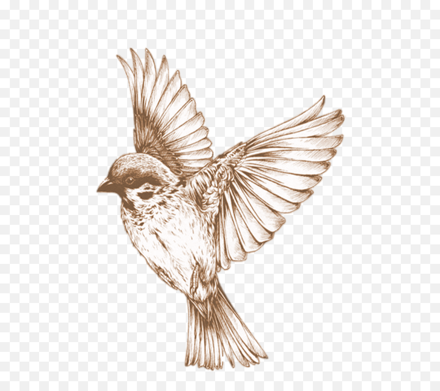 Free Image - Bird Transparent Element Animal Know Why The Caged Bird Sings Art Png,Transparent Tattoo Designs