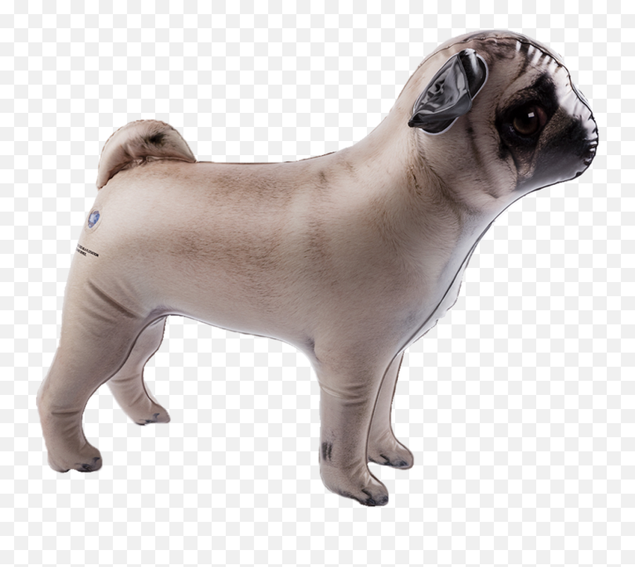 Inflatable Pet Dci Gift Side View - Pug Full Size Png Pug,Pug Png