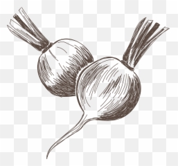 Radish - Crave Consulting Communications Turnip Png,Radish Png