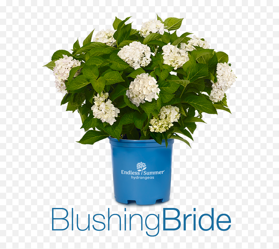 Endless Summer Collection Hardy Reblooming Hydrangeas Png Hydrangea