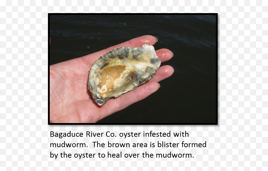 Managing An Oyster Parasite - Cooperative Extension Mud Worms In Oysters Png,Oysters Png