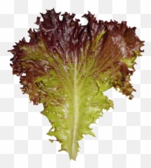 Lettuce - Red Leaf Lettuce Png,Romaine Lettuce Png