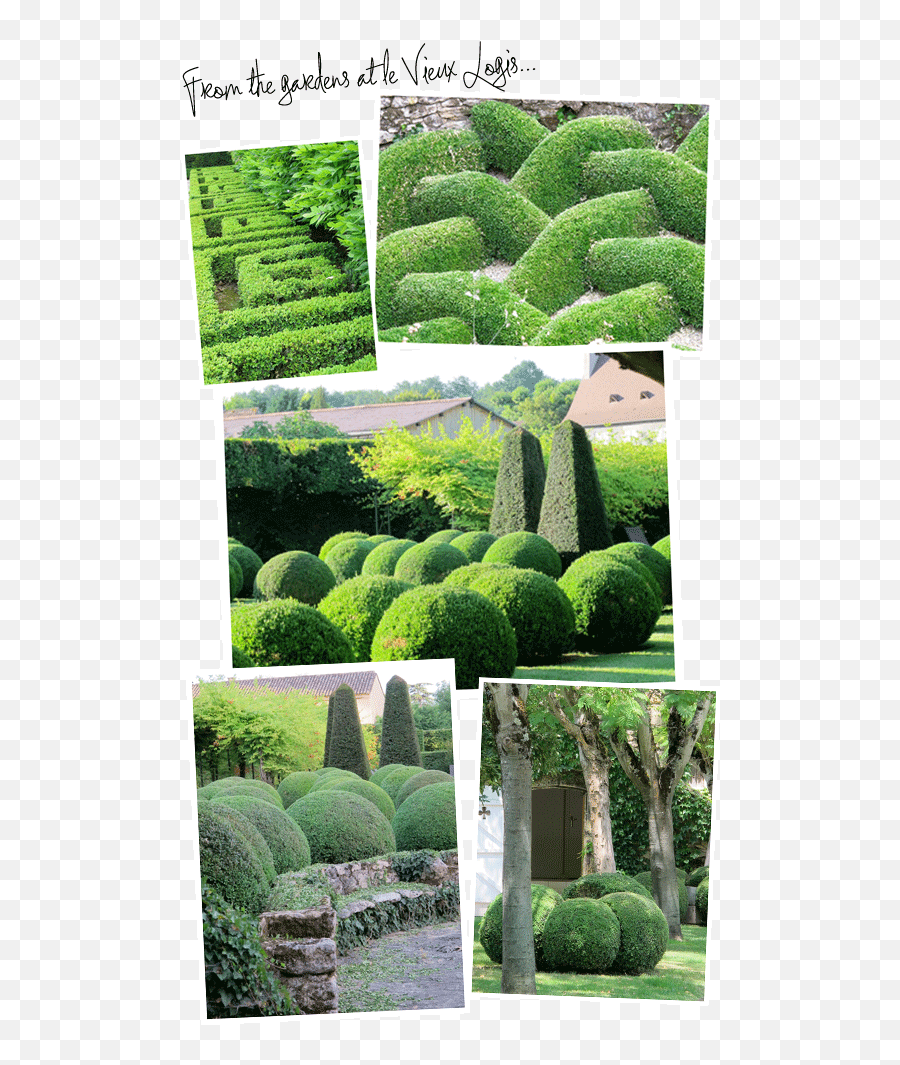 Download Topiary Magic Revealed - Hedge Png,Hedge Png