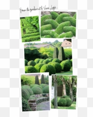 Download Topiary Magic Revealed - Hedge Png,Hedge Png