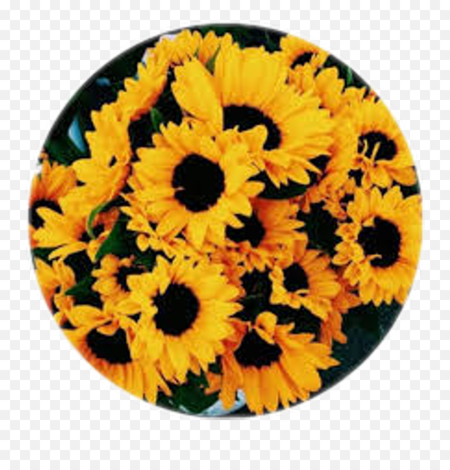 Yellow Tumblr Vintage Aesthetic - Yellow Aesthetic Flowers Png,Girasol Png