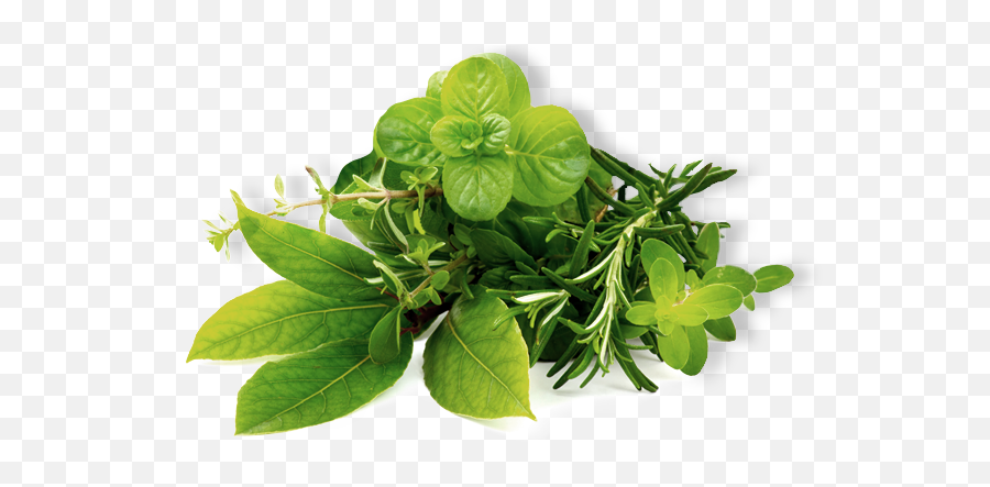 Herb Png Image Hd - Transparent Herbal Leaf Png,Mint Leaves Png