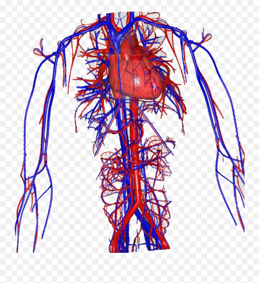 Green Screen Biology Teaching - Vascular Surgery Png,Veins Png