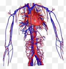 Green Screen Biology Teaching - Vascular Surgery Png,Veins Png