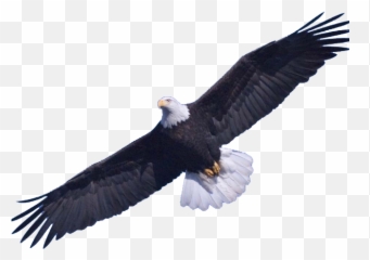 Feather Clipart Clear Background - American Flag Bald Eagle No Bsckround png