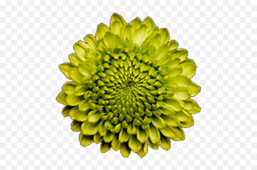 Washington Floral Service - Pompoms Sunflower Png,Green Flower Png