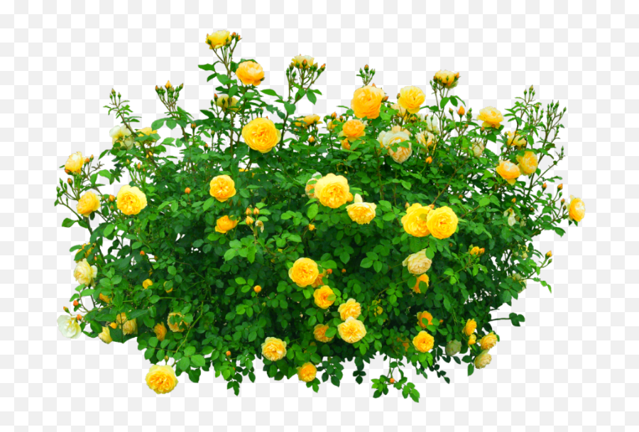 Download Flowers Bush Yellow Nature - Yellow Flower Bush Transparent Flower Plant Png,Green And Yellow Flower Logo