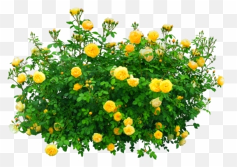Download Flowers Bush Yellow Nature - Yellow Flower Bush Transparent Plant Png