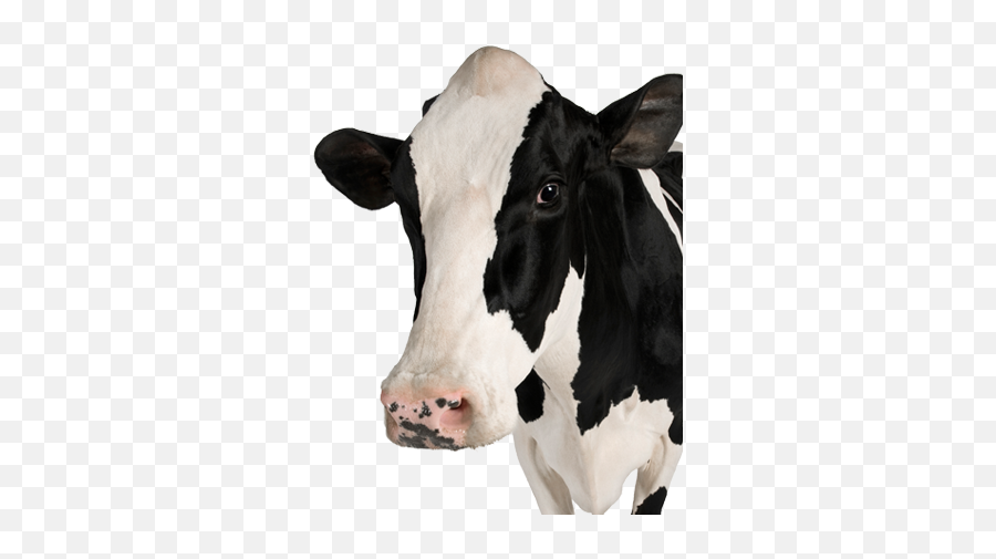 Download Free Png Background - Cowtransparent Dlpngcom Read To Feed Heifer,Cow Transparent