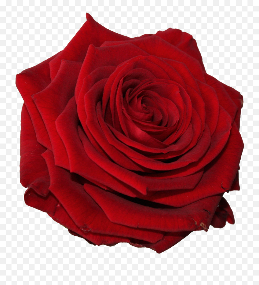 Flower Rose Head - Free Photo On Pixabay Still Life Photography Png,Head Transparent