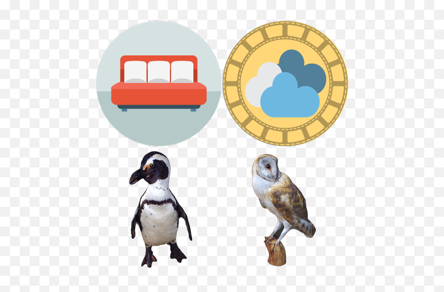 Birds - Content Classconnect Penguin Png,Barn Owl Icon