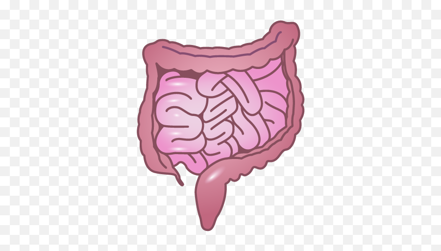Reactome Intestines - Intestines Svg Png,Guts Icon