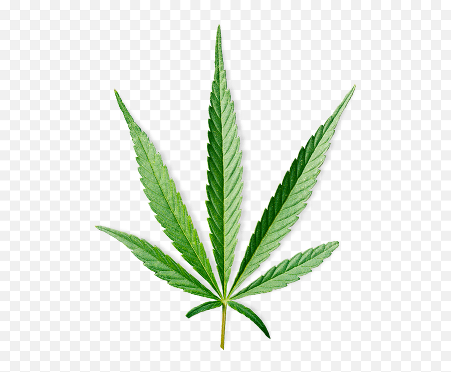 Payot - Pâte Grise Jour Matifying Beauty Gel For Spottedfaced Hanfblatt Zeichnen Png,Marijuana Leaf Icon