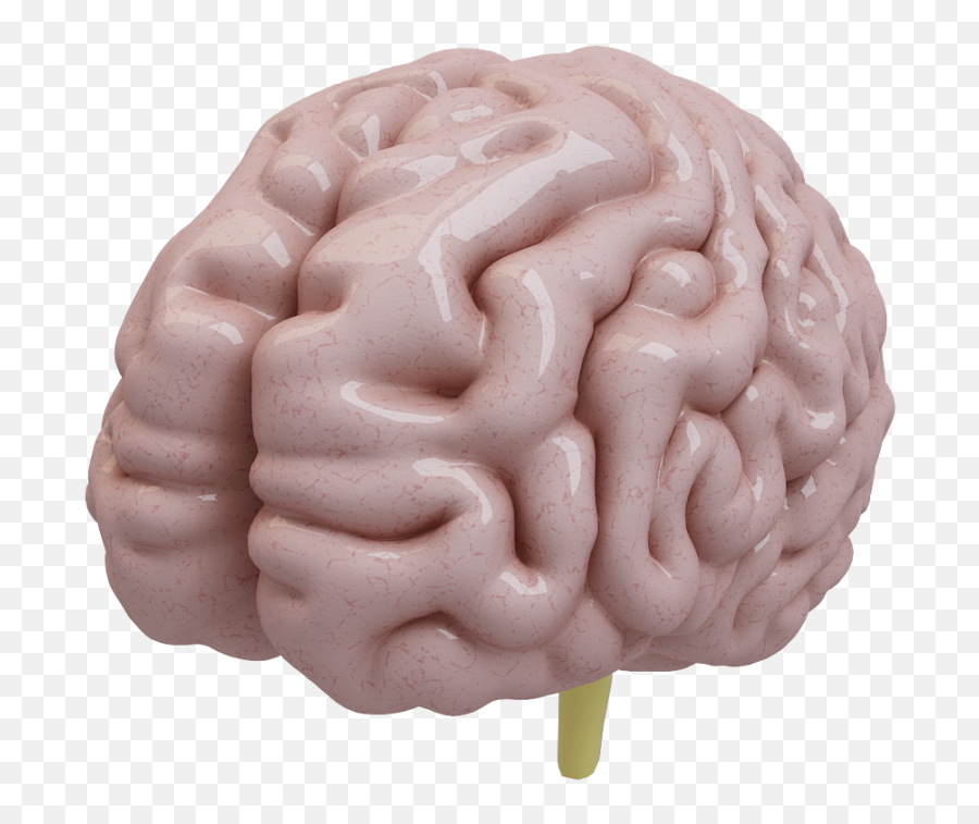 Qopo - Free 3d Model Brain Png,Human Brain Png