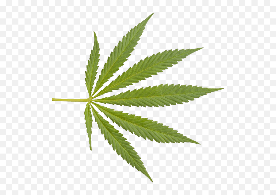 Weed Png Transparent - Transparent Background Marijuana Leaf,Weed Transparent Background