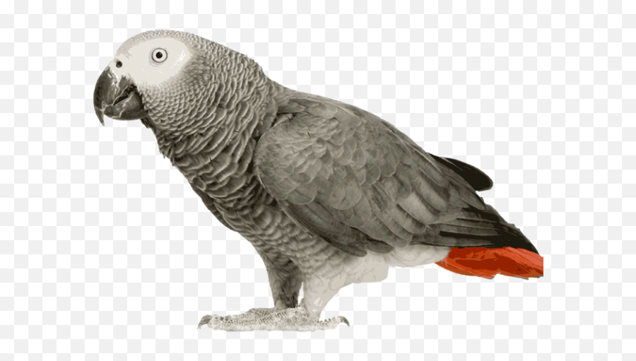 Download 640 X 480 1 0 - African Grey Parrot Png Full Size African Grey Parrot Png,Parrot Png