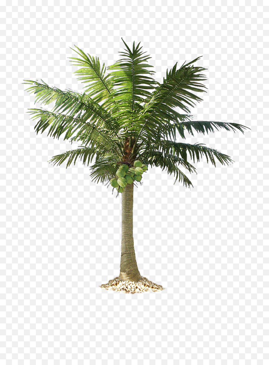 Download Free Png Palm Tree - Dlpngcom Small Coconut Tree Png,Red Tree Png