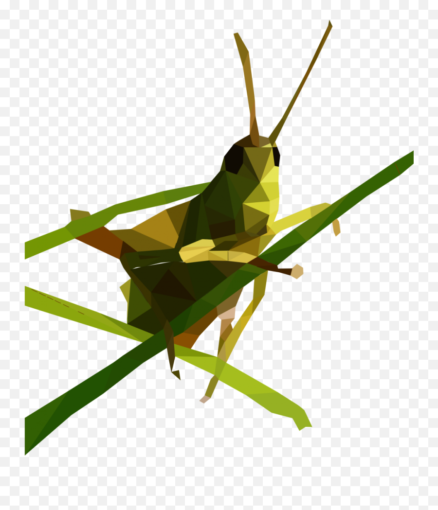 Grasshopper Png Image - Locust Icon Png,Grasshopper Png