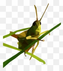 Grasshopper Png Image - Locust Icon Png,Grasshopper Png