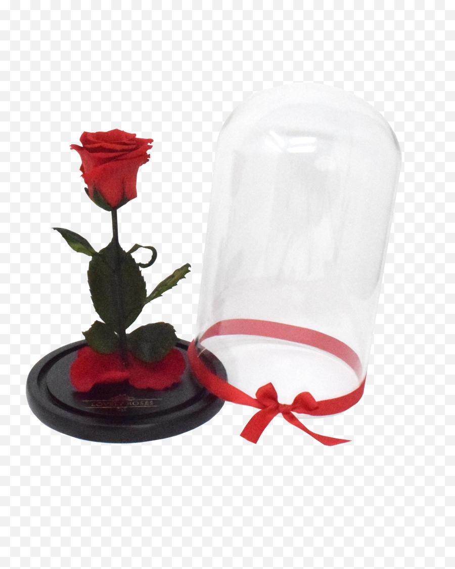 Beauty U0026 The Beast Rose - Garden Roses Png,Beauty And The Beast Rose Png