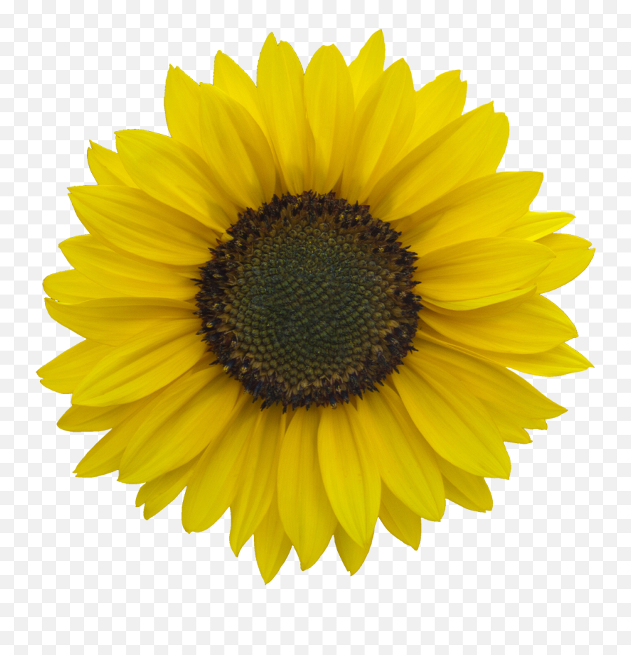 Download Vegetation Sunflower 03 - Clear Background Transparent Sunflower Png,Sunflowers Transparent