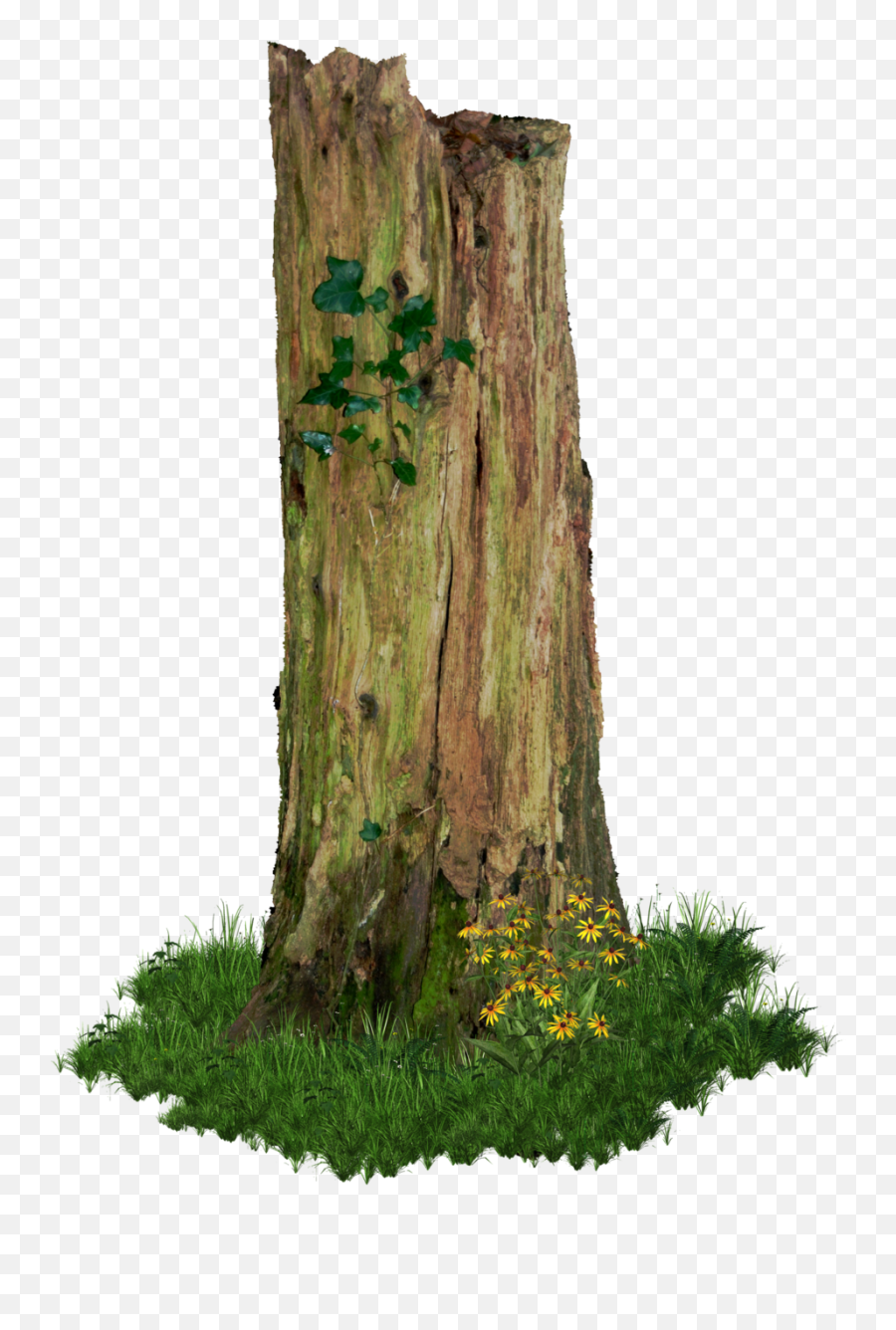Rotten Old Tree Stump Png - Broken Tree Trunk Png,Old Tree Png