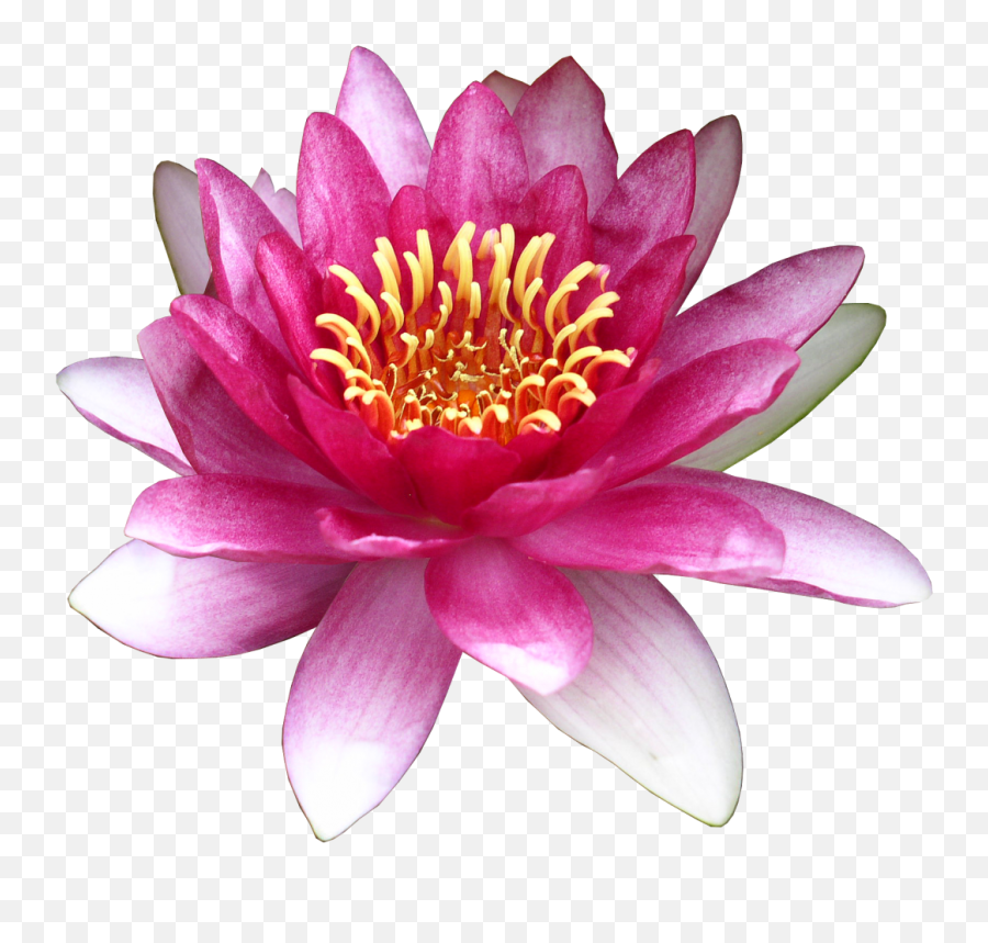 Flower Water Lily Clip Art - Lotus Png Download 12381080 Water Lily,Lotus Png