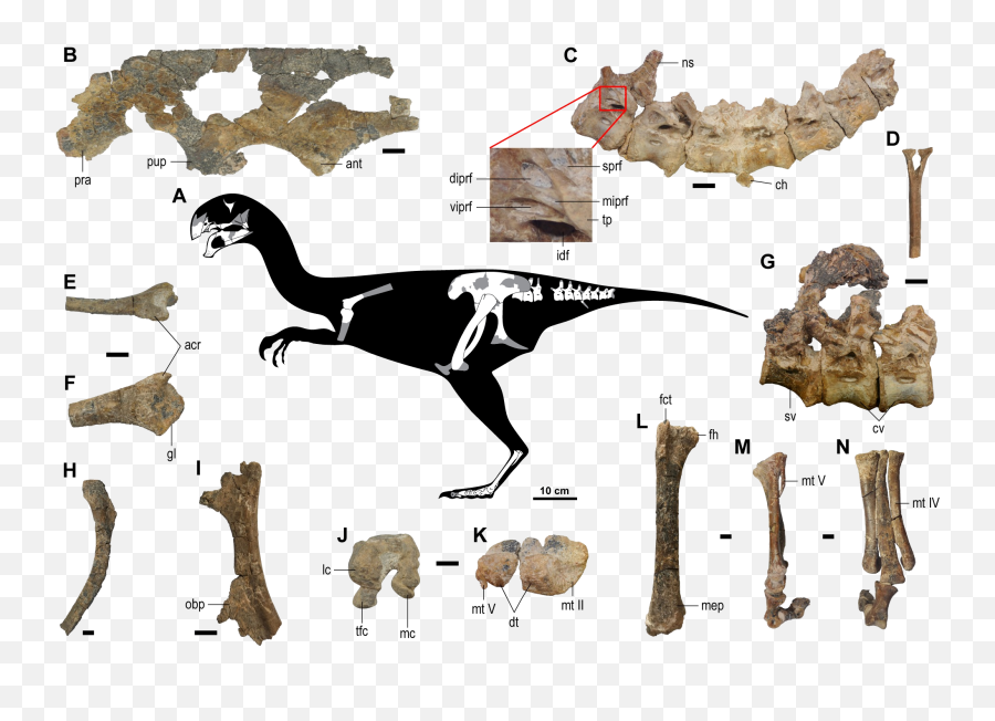 Gobiraptor - Wikipedia Gobiraptor Minutus Png,Velociraptor Png