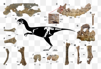 Gobiraptor - Wikipedia Gobiraptor Minutus Png,Velociraptor Png